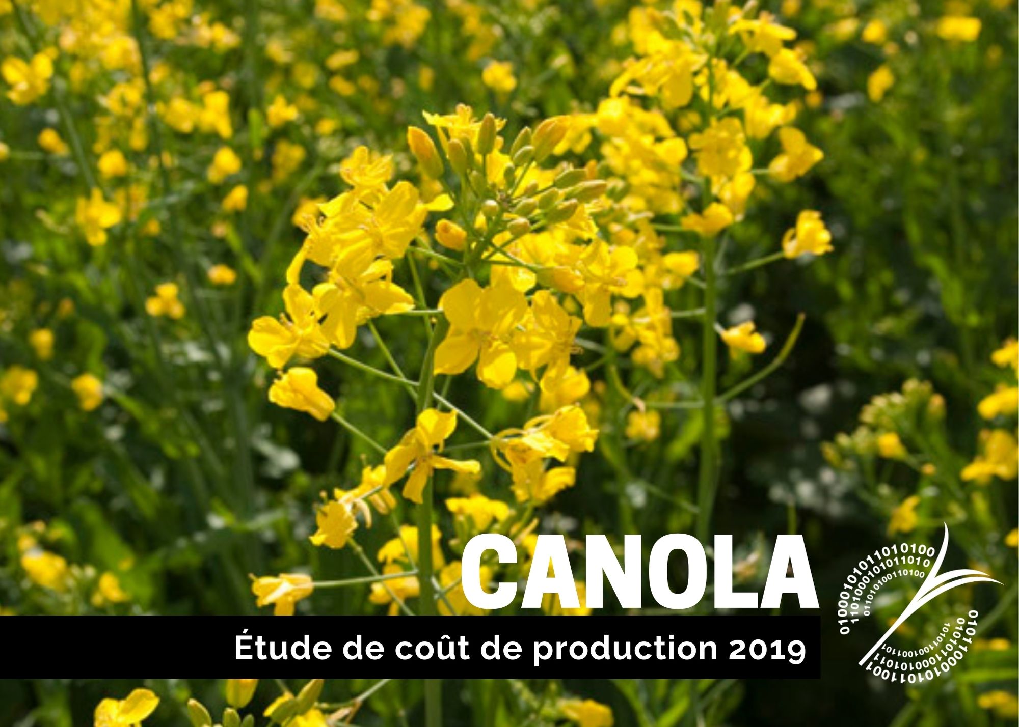 Études de coûts de production : SOMMAIRE DU COÛT DE PRODUCTION DU CANOLA - 2019